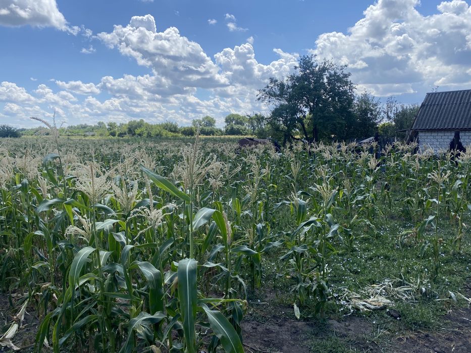 Продаж ділянки під забудову. Леськи. 25 соток