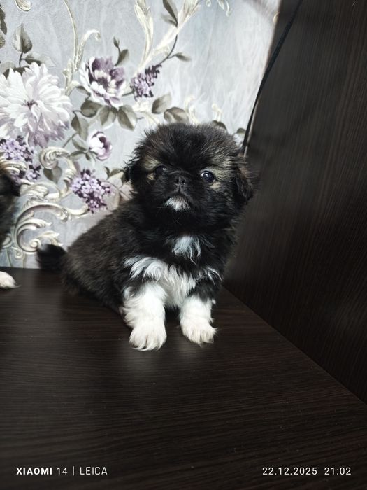 Продам Пікінесів