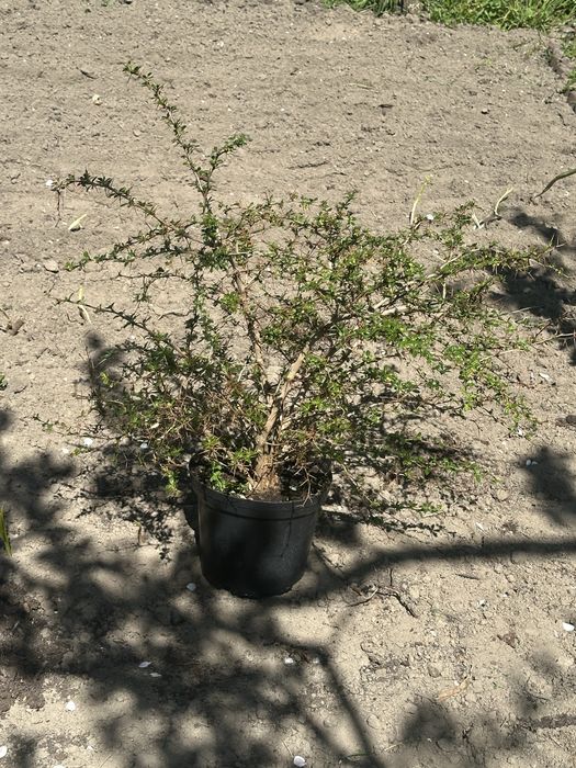 Berberys duża donica