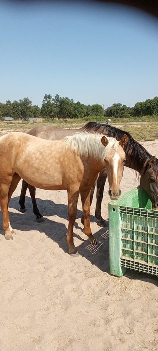 Vende se eguas poldros e cavalos