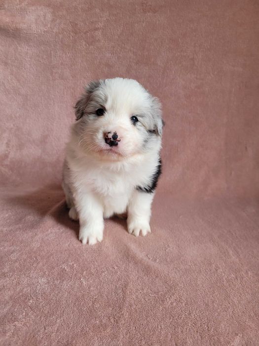 Border collie blue merle ZKwP/ FCI