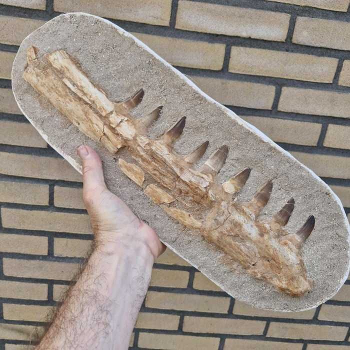 Fossil Maxilar inferior de Mossassauro