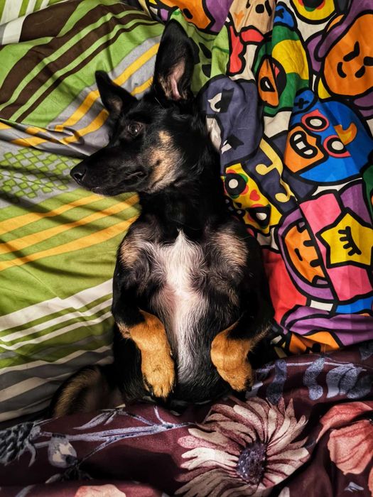 Tami - mała psia dziewczynka szuka domu!