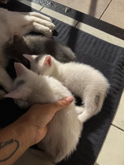 Отдам котят в хорошие руки