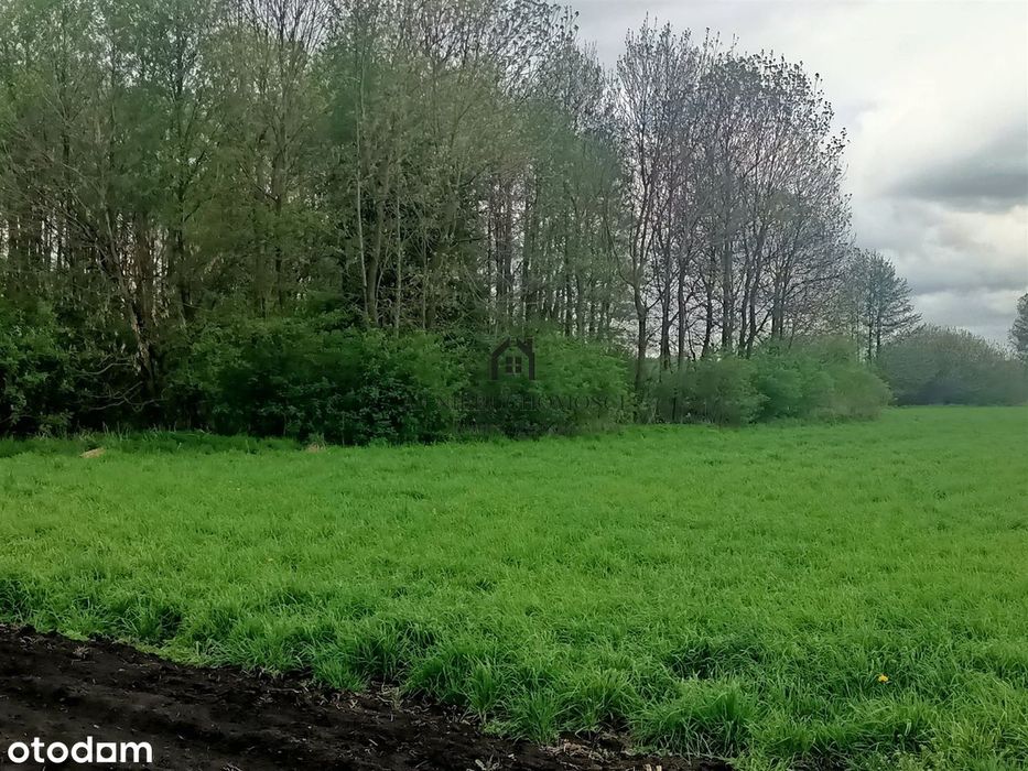 Gospodarstwo rolne, 5,7ha Jabłków gm. Kramsk - Widok 3