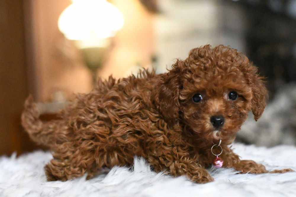 Pudelek toy sunia UMA toy red brown