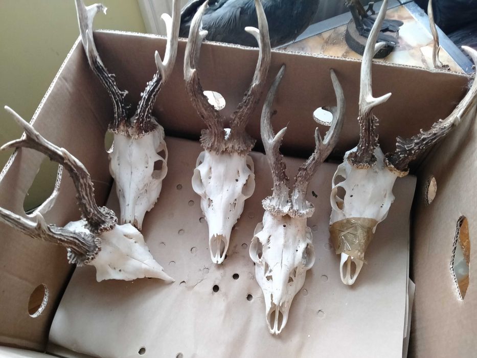 Kozły, Medalowe Rogacze, Kolekcja trofeów