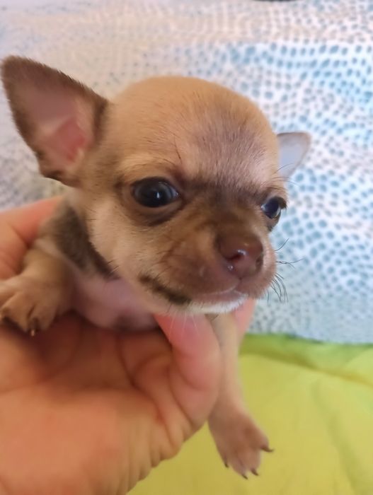 Chihuahua  macho