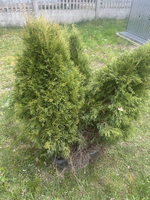 Tuje 3 sztuki komplet