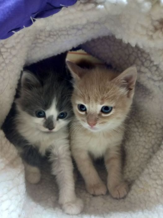 Милые котята в подарок.