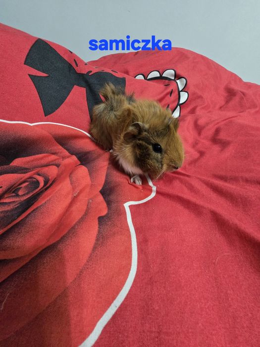 Sprzedam świnki morskie