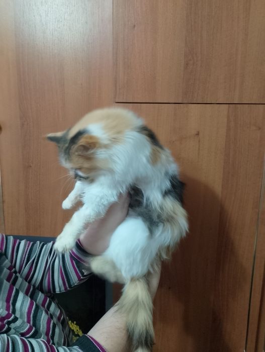 Кошка, киця, кішка, кошечка, сибирская, пушистая, трехцветная.