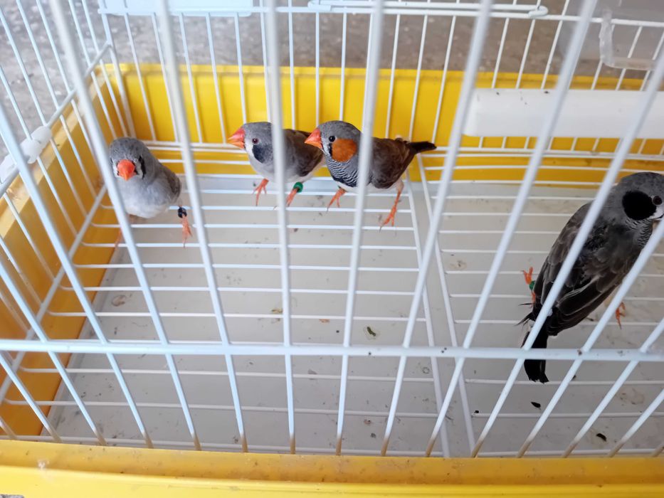 Mandarins deste ano