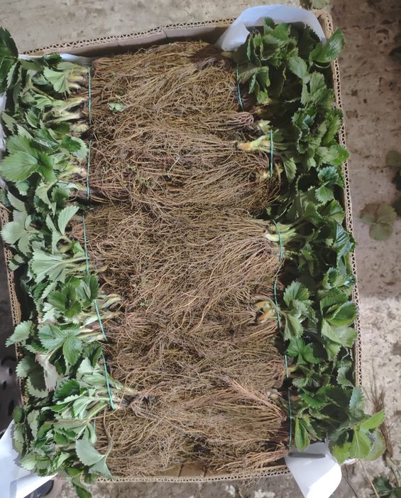 Саджанці полуниці (клубніки)