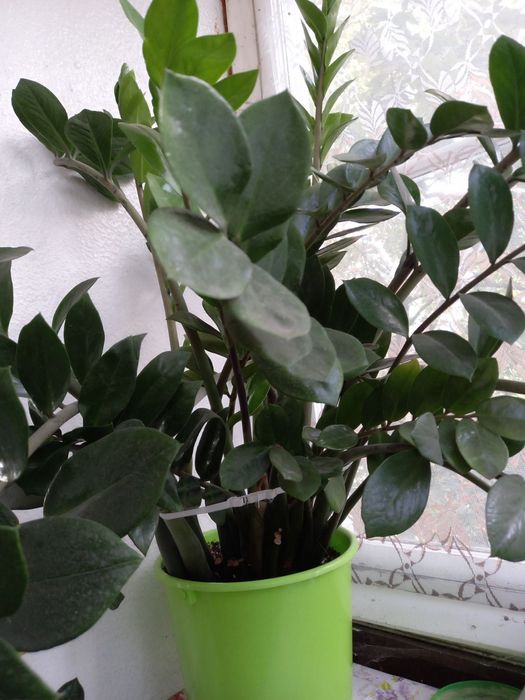 Замиокулькас очень большой