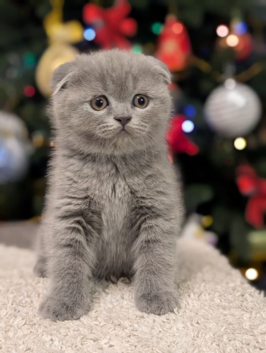 Шотландський хлопчик Ксандер