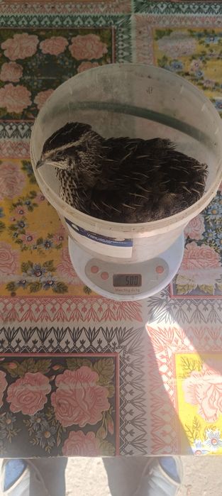 Розпродаж перепелів 90 грн