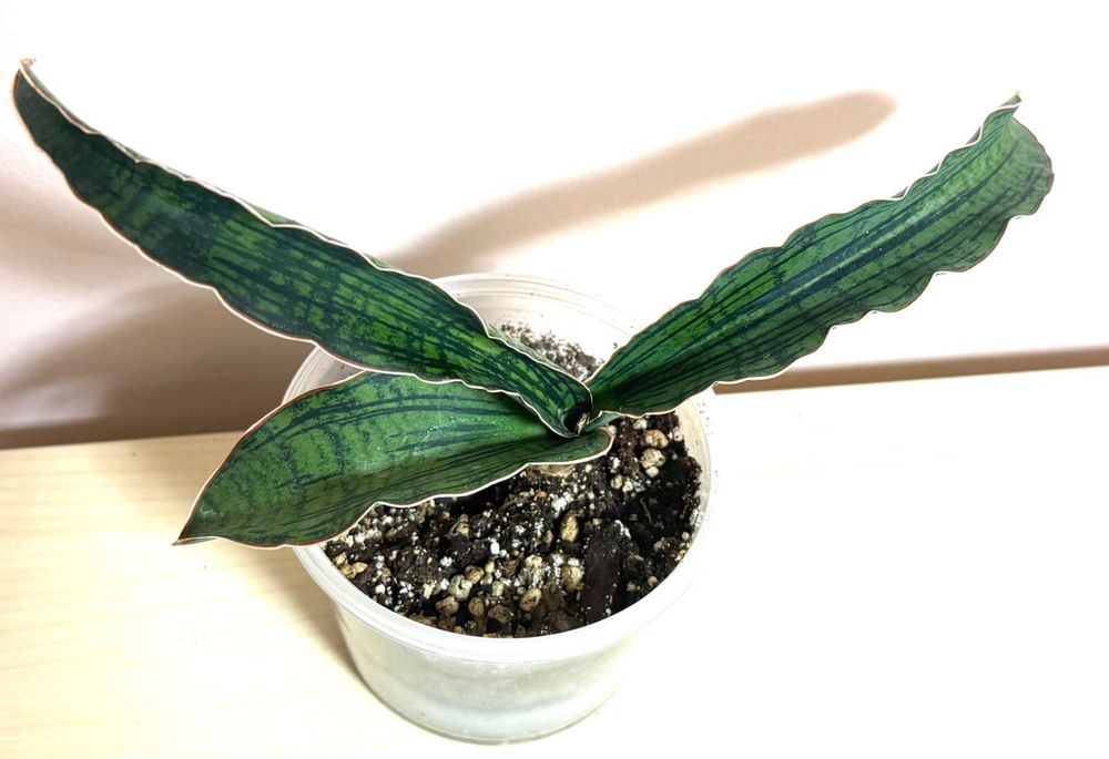 Сансевиерия Клеопатра, Black Gold, Whitney, Тиара, Лауренти