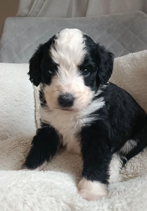 Bernedoodle хлопчик. Київ