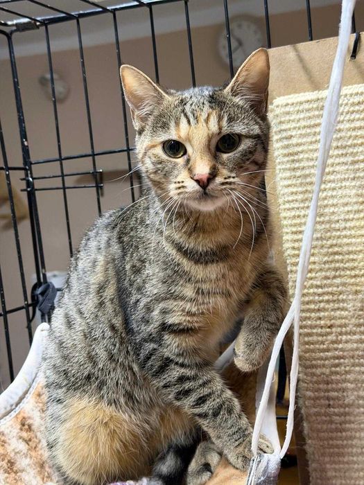 Śliczna Linka do adopcji