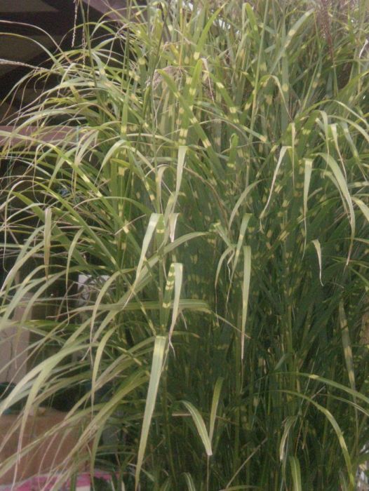 Арундо (гігант), бамбук, пампасна та тигрова трава