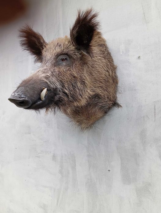 medalion dzika odynca trofea lowiectwo eksponat prezent