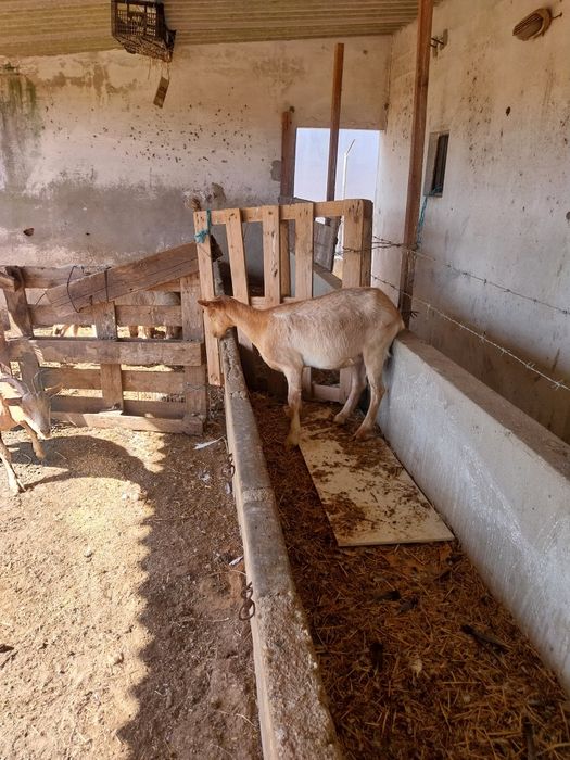 Cabras grandes e pequenas