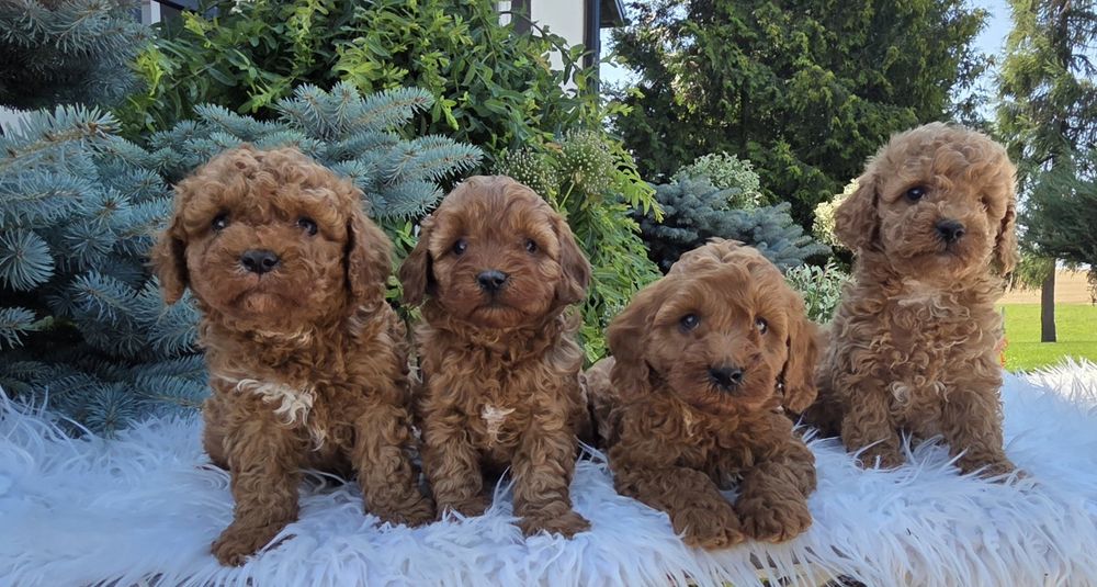 Cavapoo F1B Samczyk