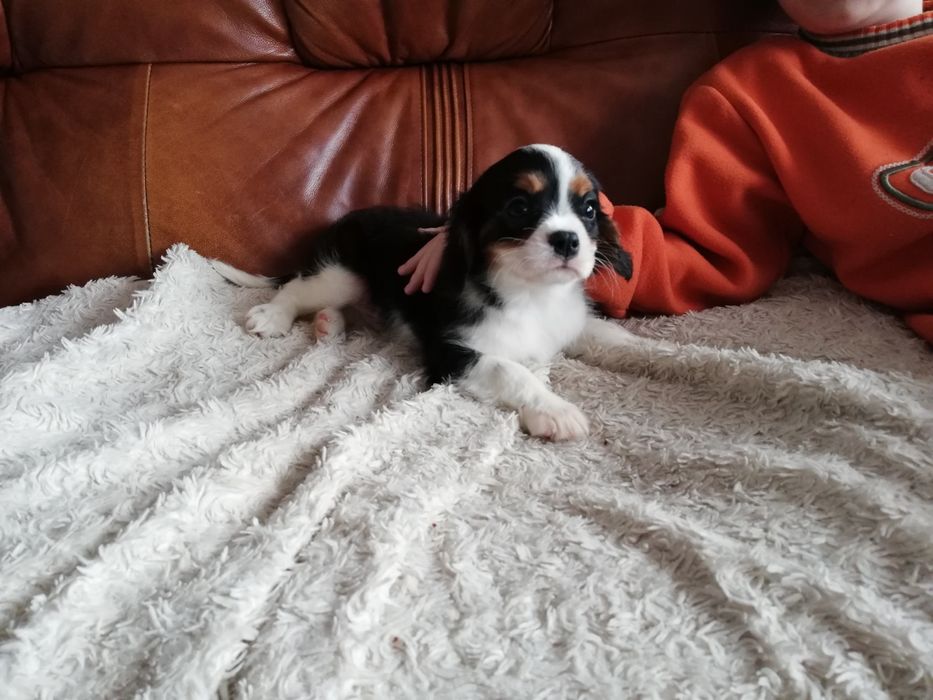 Cavalier King Charles Spaniel