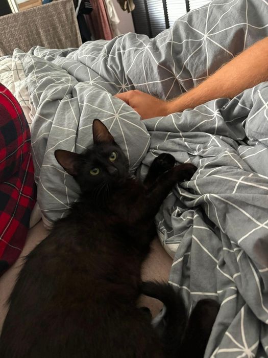 Kot kotek kotka do adopcji