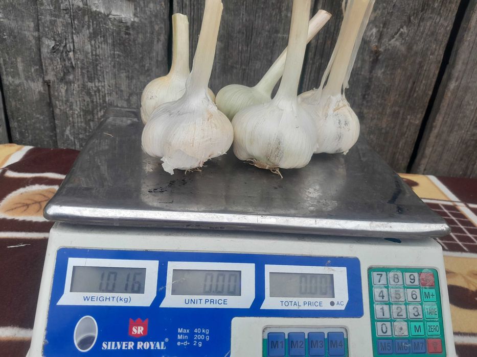 Czosnek czosnek słoniowy sloniowy cebulki przybyszowe nie ząbki