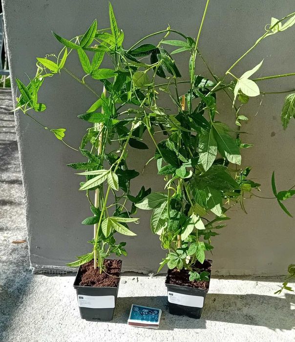 Męczennica Bananowa (PASSIFLORA Mollissima)