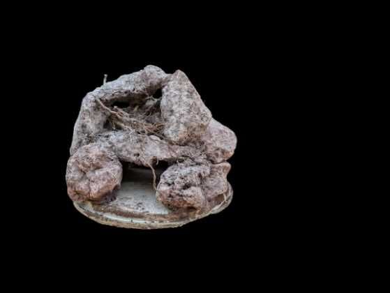 Grota z lawy wulkanicznej z korzeniem