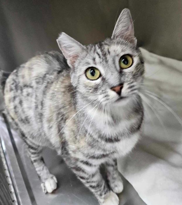 Sosnowiec-Klimontów-1000 zł DLA ZNALAZCY! Poszukujemy kotki Śnieżki