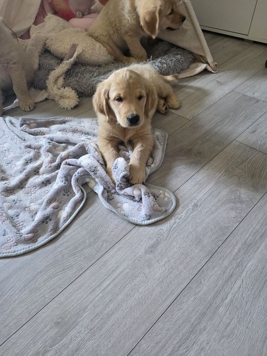 Golden Retriever ZKwP/FCI