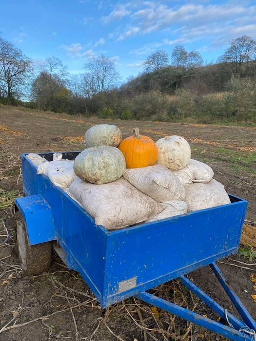 Сіровозька насіння гарбуза