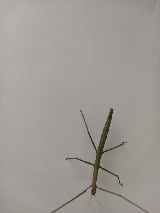 Палочник Аннамский необычный домашний питомец