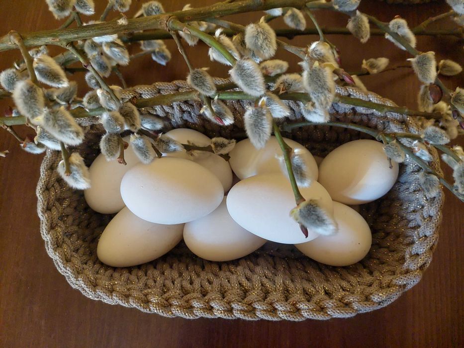 Gęsie jajka ekologiczna hodowla