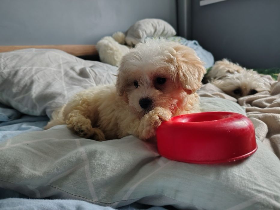 maltipoo suczka Warszawa maltańczyk pudel