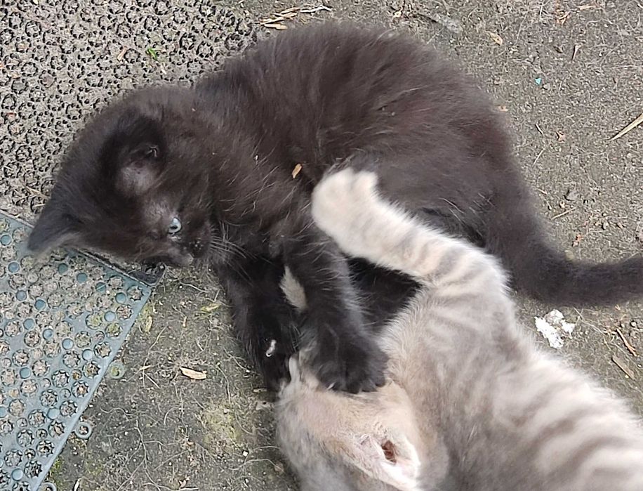 Котята -Черный и Пепельный   ж м Фрунзенский