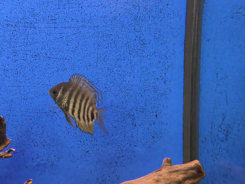 Severum Verde (Herus Severum)