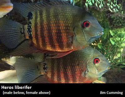 Trio Heros liberifer adultos 15-18 ja reproduziram