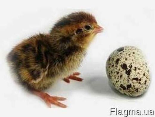 Суточные и подрощенные перепела