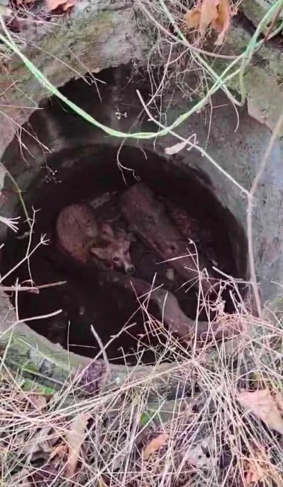 Cudownie ocalona ze studzienki – przyjacielska sunia szuka domu