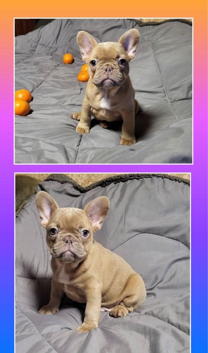 Элитный малыш для вас! Мальчик мини!