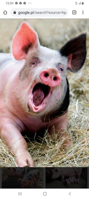 Półtusze wieprzowe WIEJSKIE