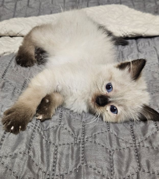 Cudne  Kotki  Ragdoll