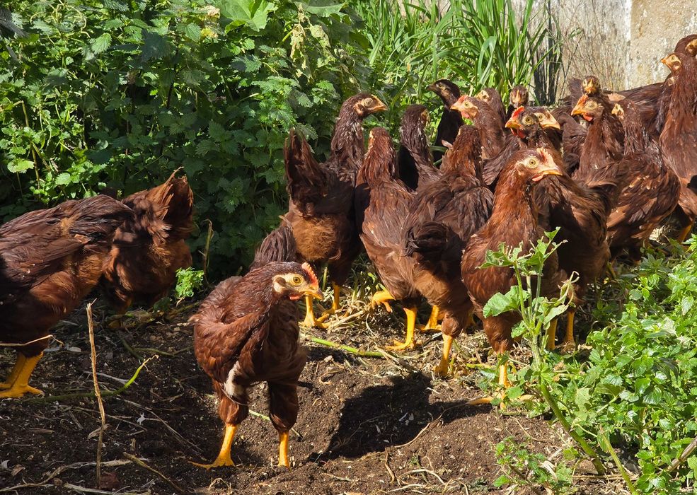 Rhode Island Red, ovos e pintos