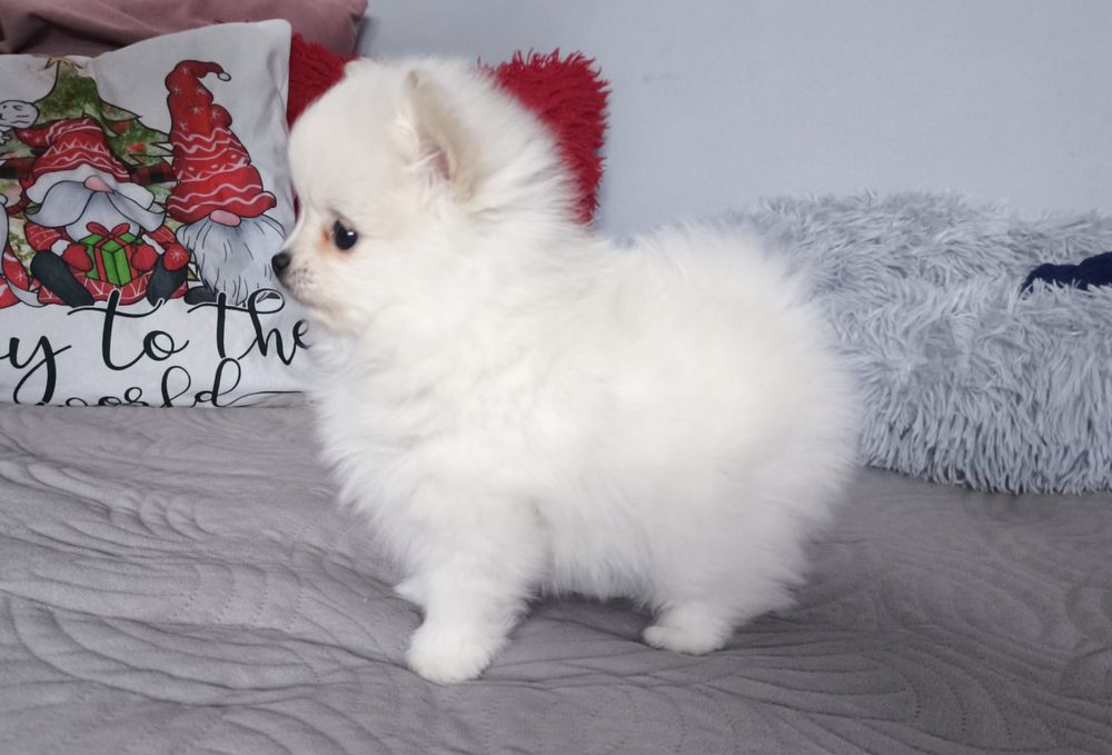 Szpic miniaturowy Pomeranian suczka