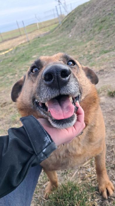 Rudolf szuka aktywnego opiekuna!